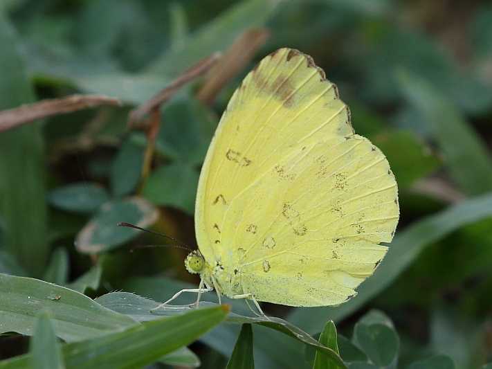 Eurema blanda citrina (Three-spot Grass Yellow).JPG